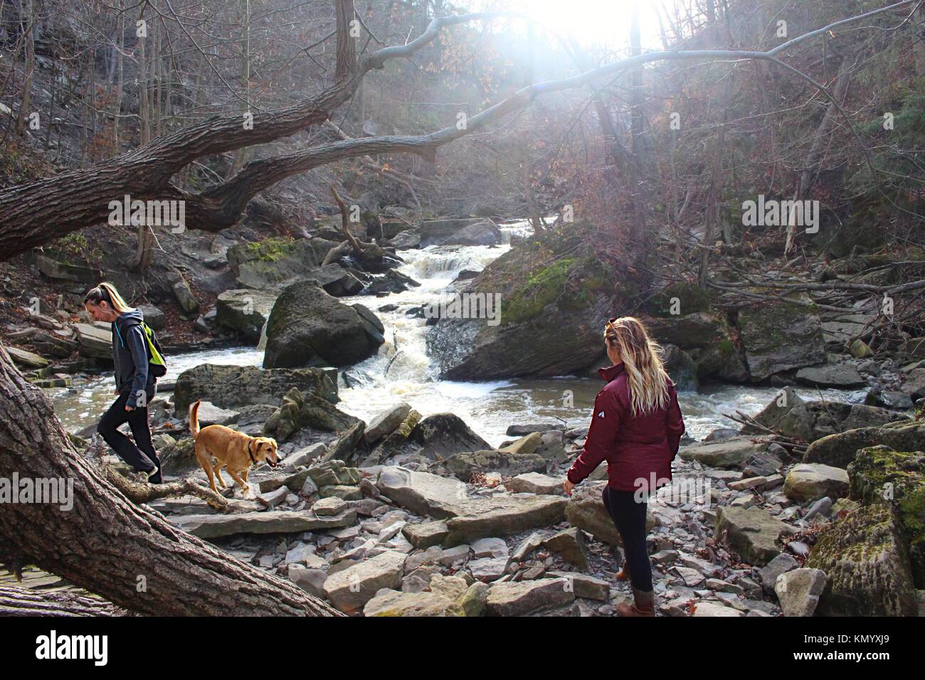 Cane a camminare su un croccante di mattina di autunno Foto Stock