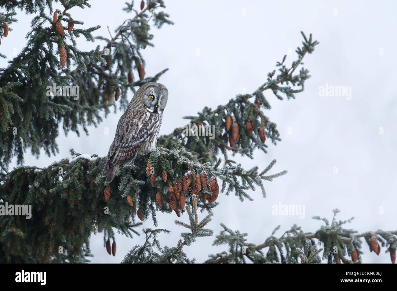 Grande gufo grigio appollaiate su un ramo di albero in inverno, Finlandia Foto Stock