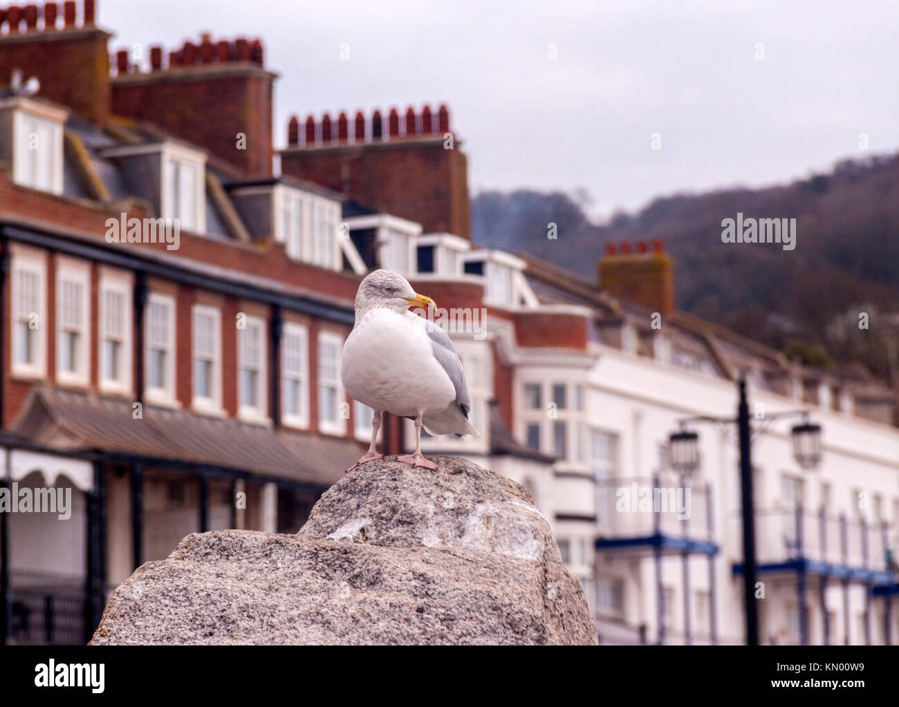 Un gabbiano sul lungomare di Sidmouth, dove l'alimentazione degli uccelli è punibile con una multa di £80.00 Foto Stock