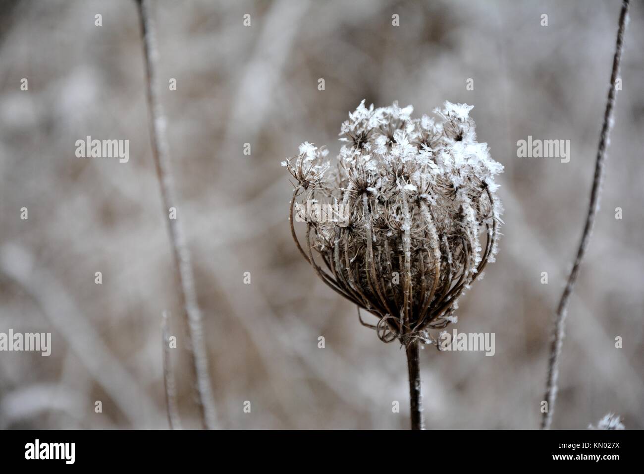 Wild carota o bird's Nest, vescovo di pizzo, Queen Anne's pizzi(lat.:Daucus carota) cluster in inverno coperto di brina Foto Stock