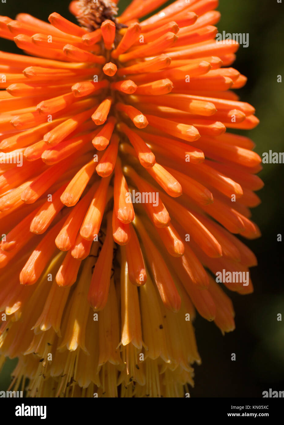 Kniphofia anche chiamato tritoma, red hot poker, torcia lily, knofflers o impianto di poker, è un genere di piante in fiore nella famiglia Asphodelaceae. Foto Stock