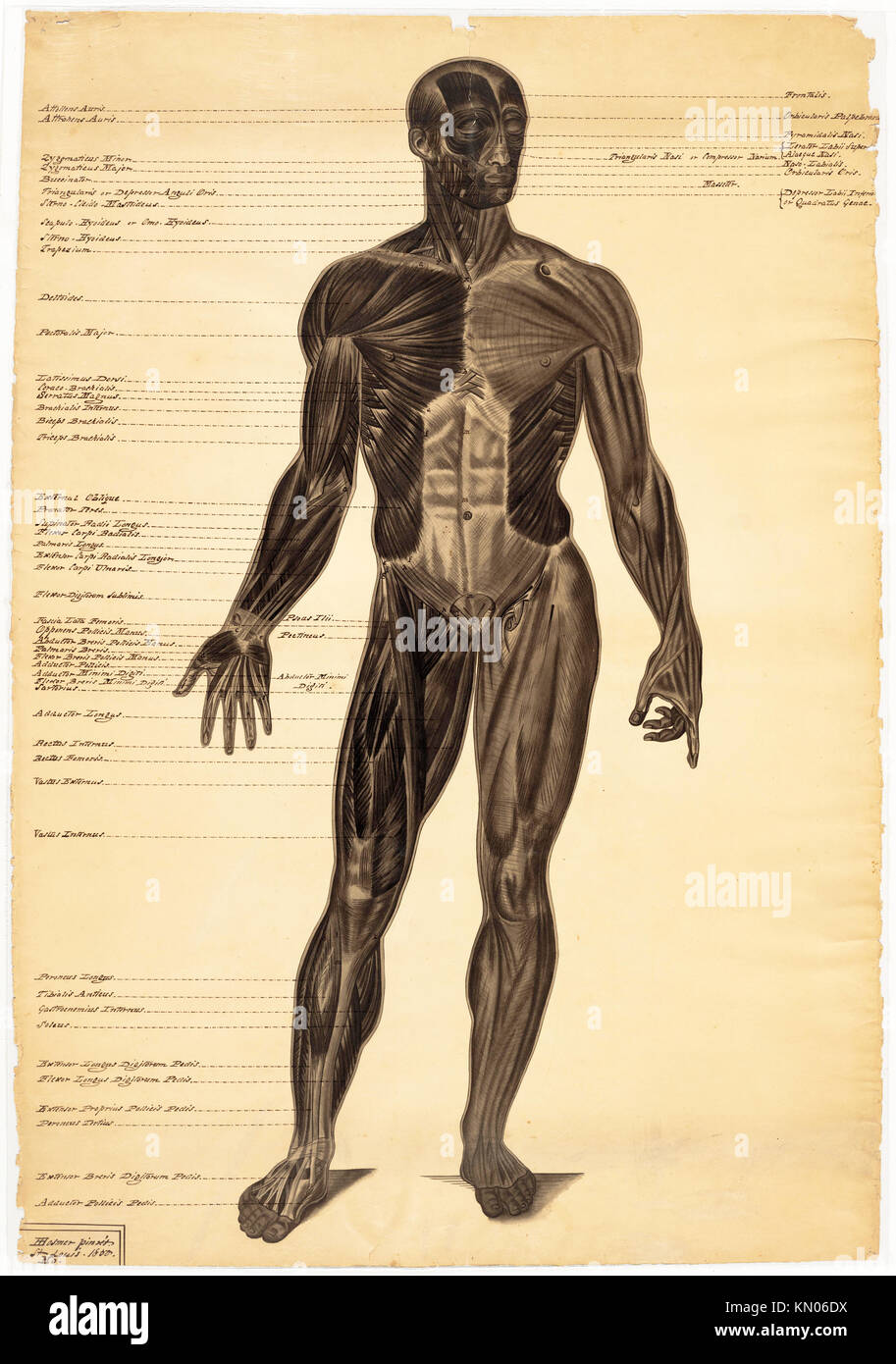 Disegno anatomico figura maschile, uno dei tre, da Harriet Hosmer Foto Stock