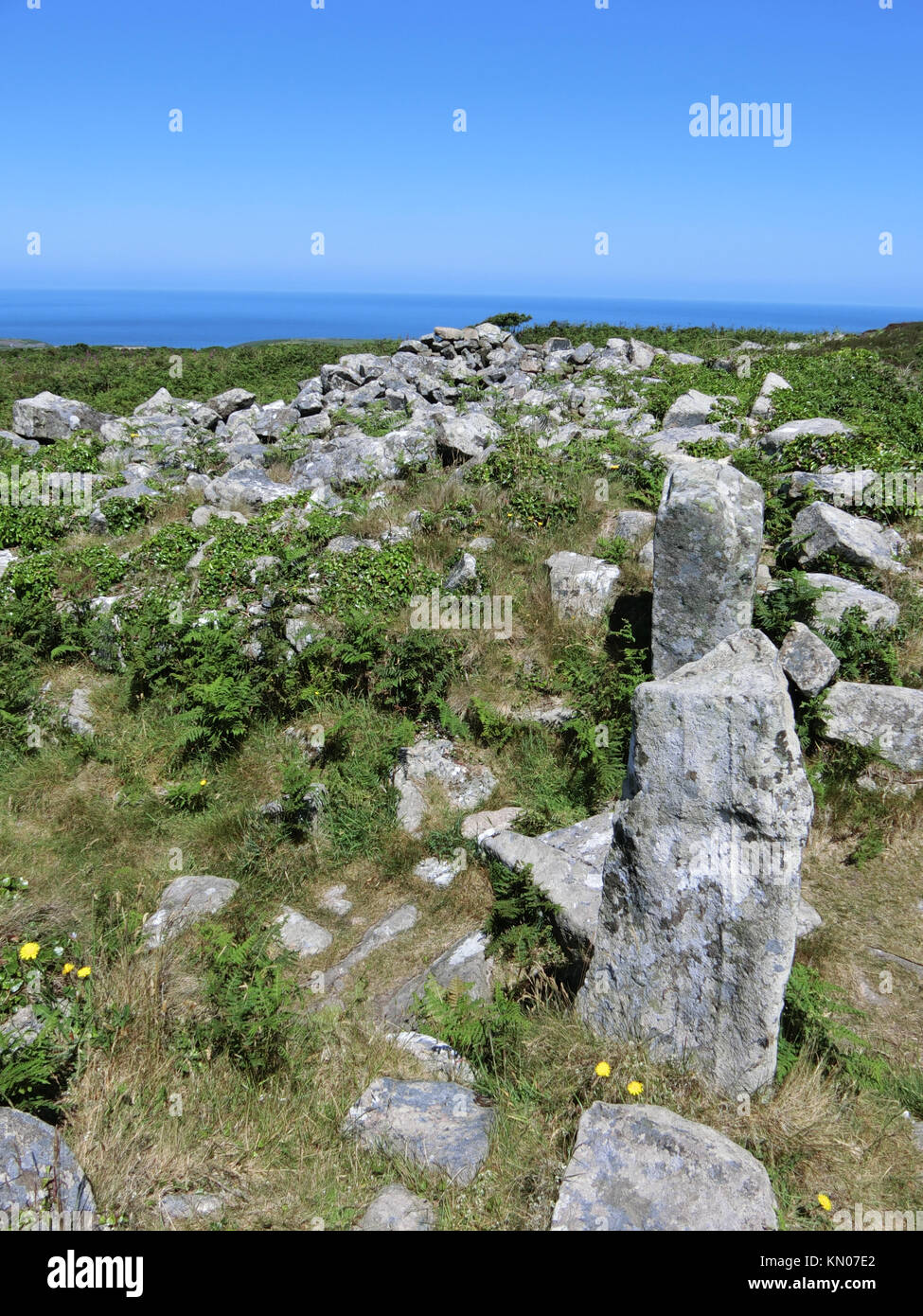 Chun Castello, Chun Downs Riserva Naturale, North Cornwall, Inghilterra, Regno Unito in Junef Foto Stock