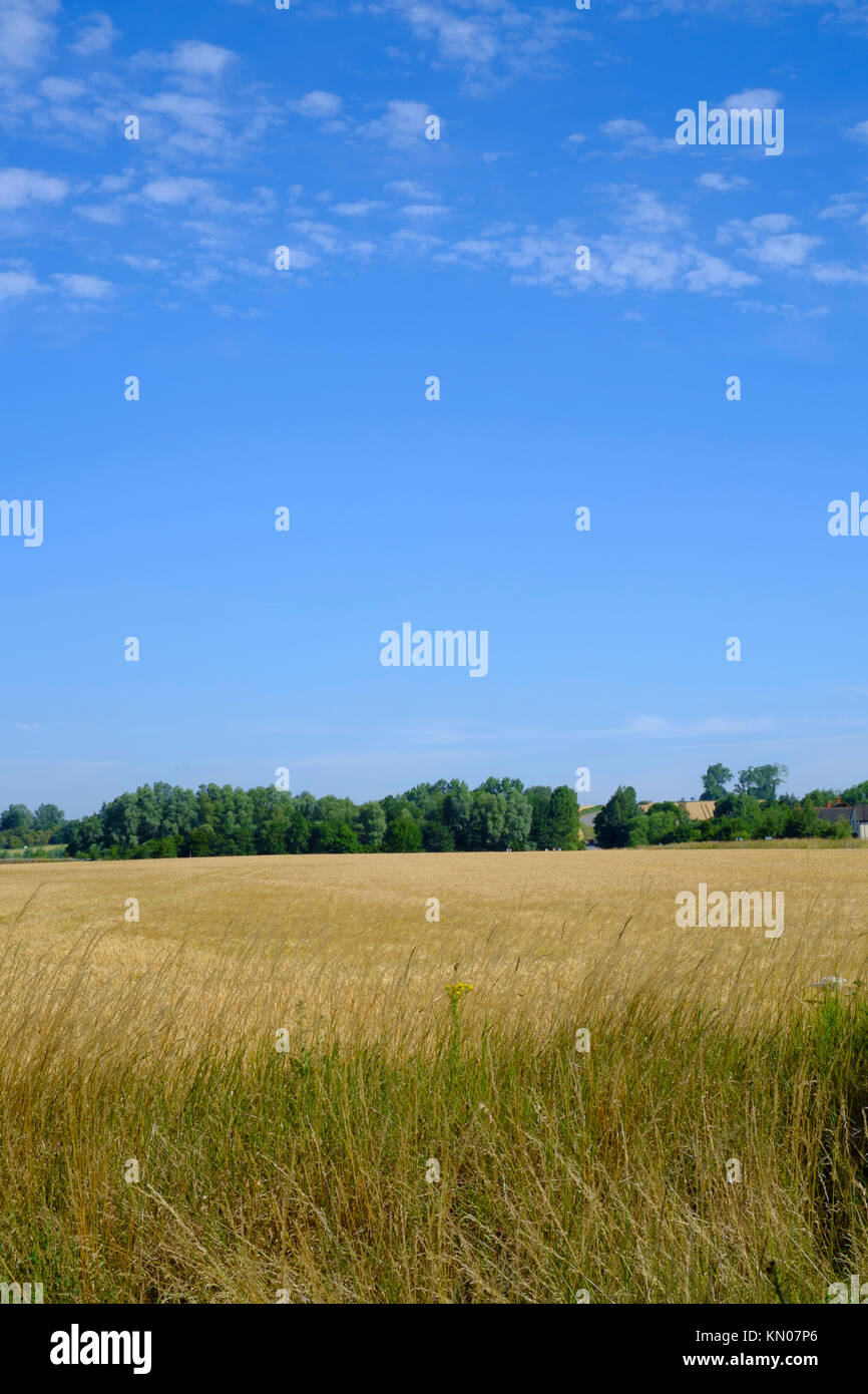 Suffolk prateria campo Foto Stock