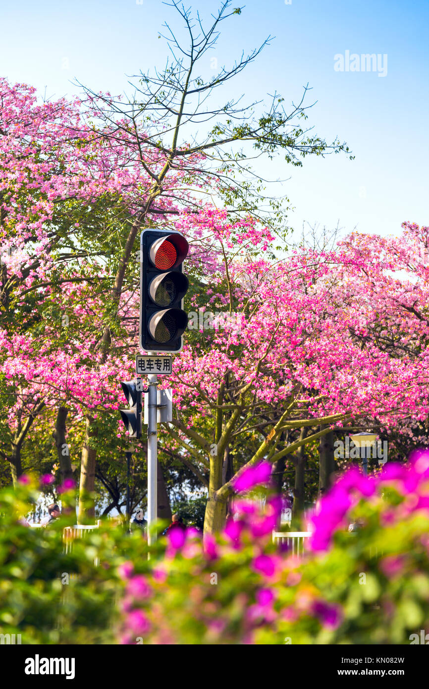 Scenario naturale di Guangzhou, Cina Foto Stock