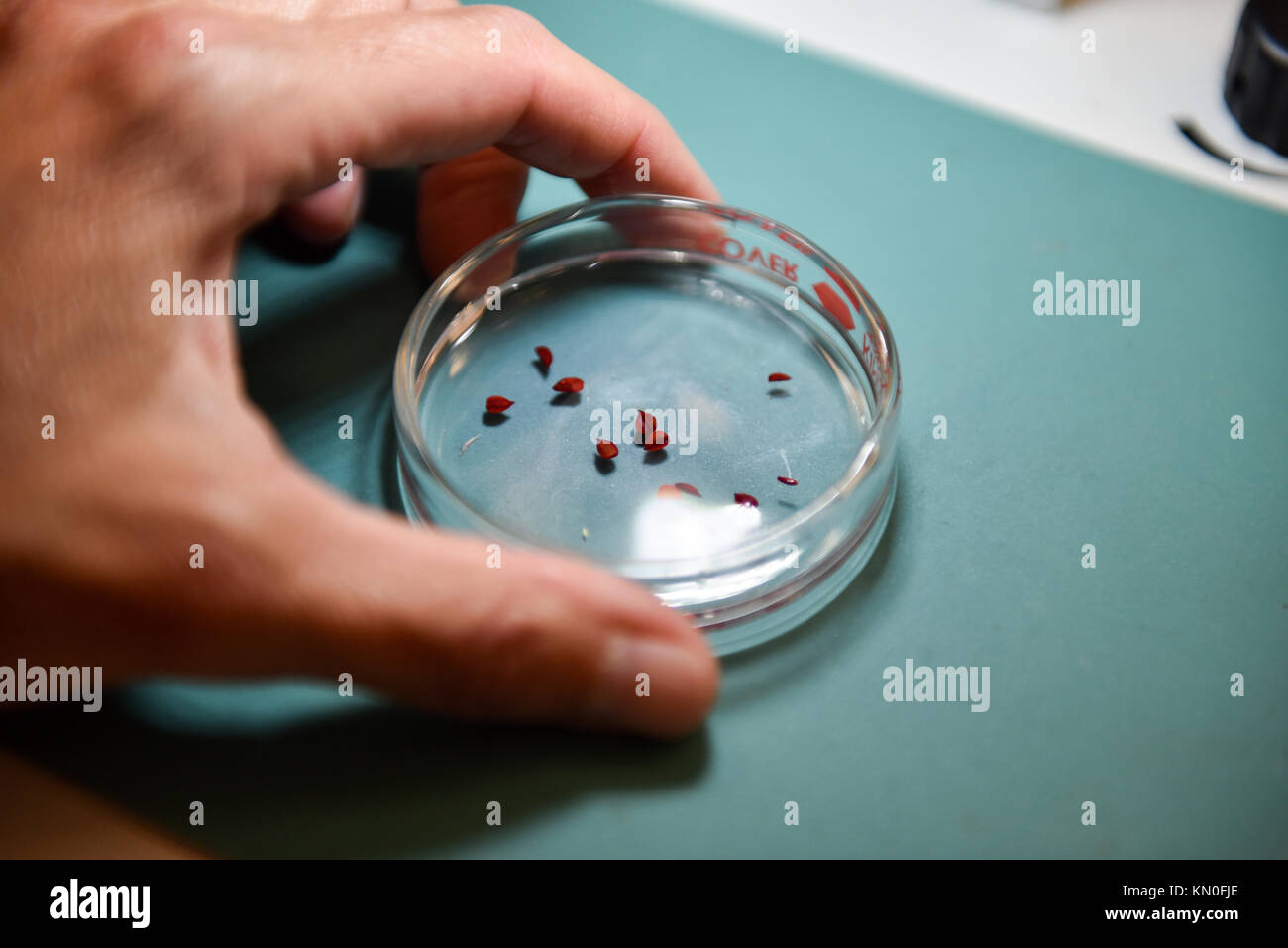 Il ministero dell'agricoltura degli stati uniti (usda) Servizio di ricerca agricolo (ars) laboratorio nazionale per le risorse genetiche prevenzione crescere i semi di soia per testare la viabilità dei semi settembre 16, 2016 in ft. Collins Colorado. (Foto di neil palmer via planetpix) Foto Stock