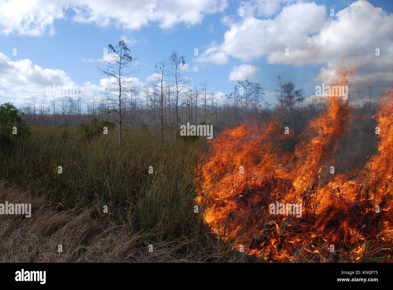 Una sega prateria di erba è impostato sul fuoco durante un prescritto masterizzare alla florida panther National Wildlife Refuge 28 gennaio 2009 in immokalee, Florida. (Foto di josh o'connor via planetpix) Foto Stock