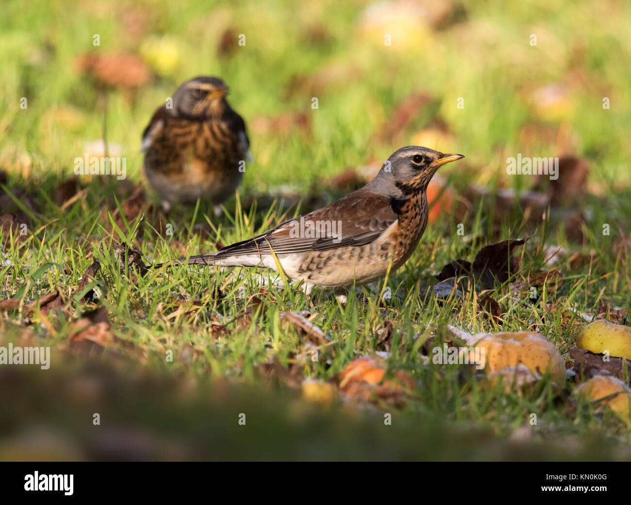 Una coppia di cesene (Turdus pilaris) alimentazione sulle mele caduti nel Warwickshire Orchard Foto Stock