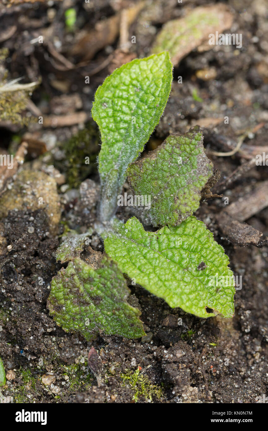 Roter Fingerhut, Blatt, Blätter, Blattrosette, Digitalis purpurea, Foxglove, Fox-guanto Foto Stock