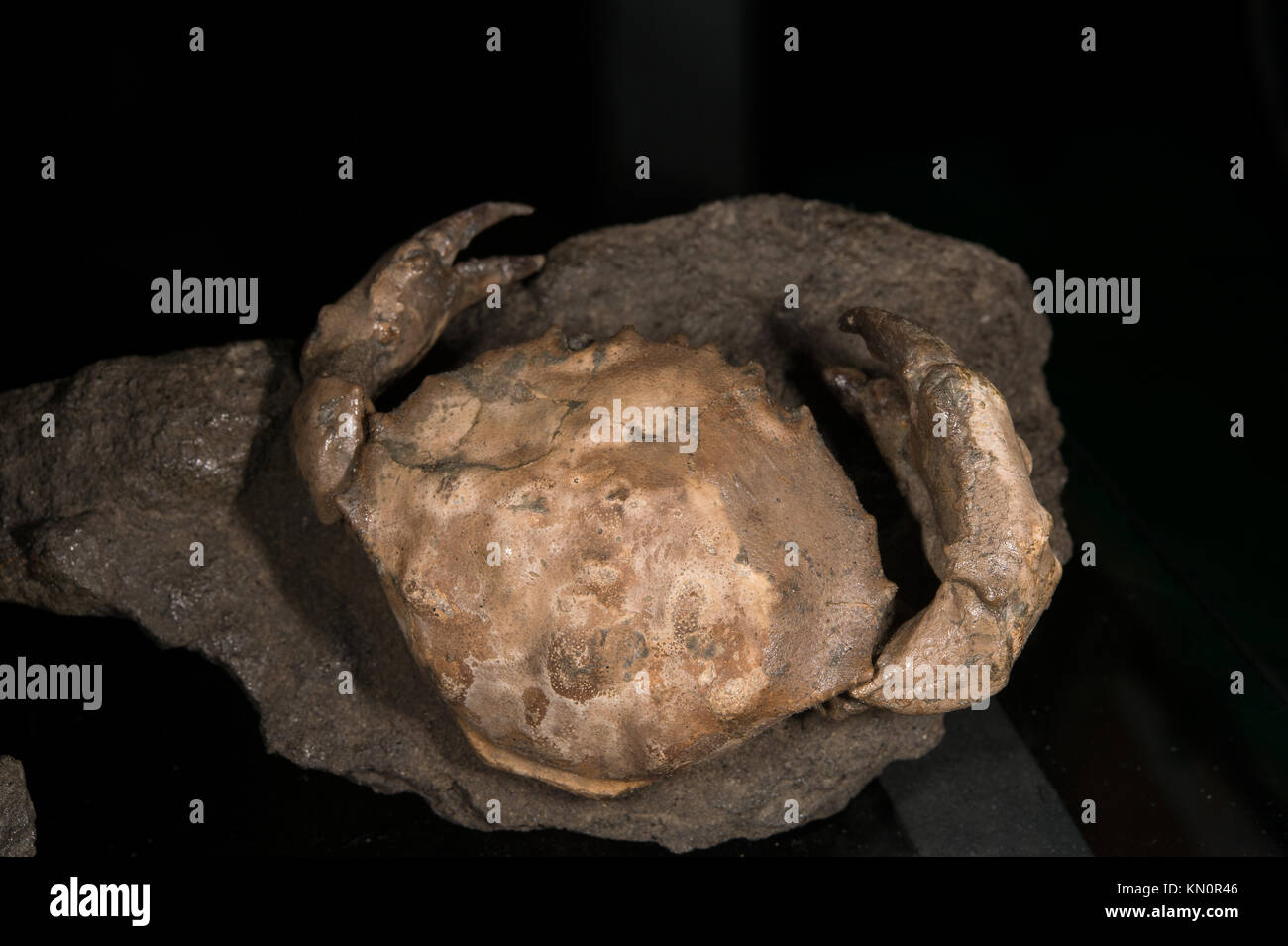 Il granchio fossile, Zanthopsis danfurui, crostacei, Decapoda, Ypresian, Eocen, Huesca, Spagna, Europa Foto Stock