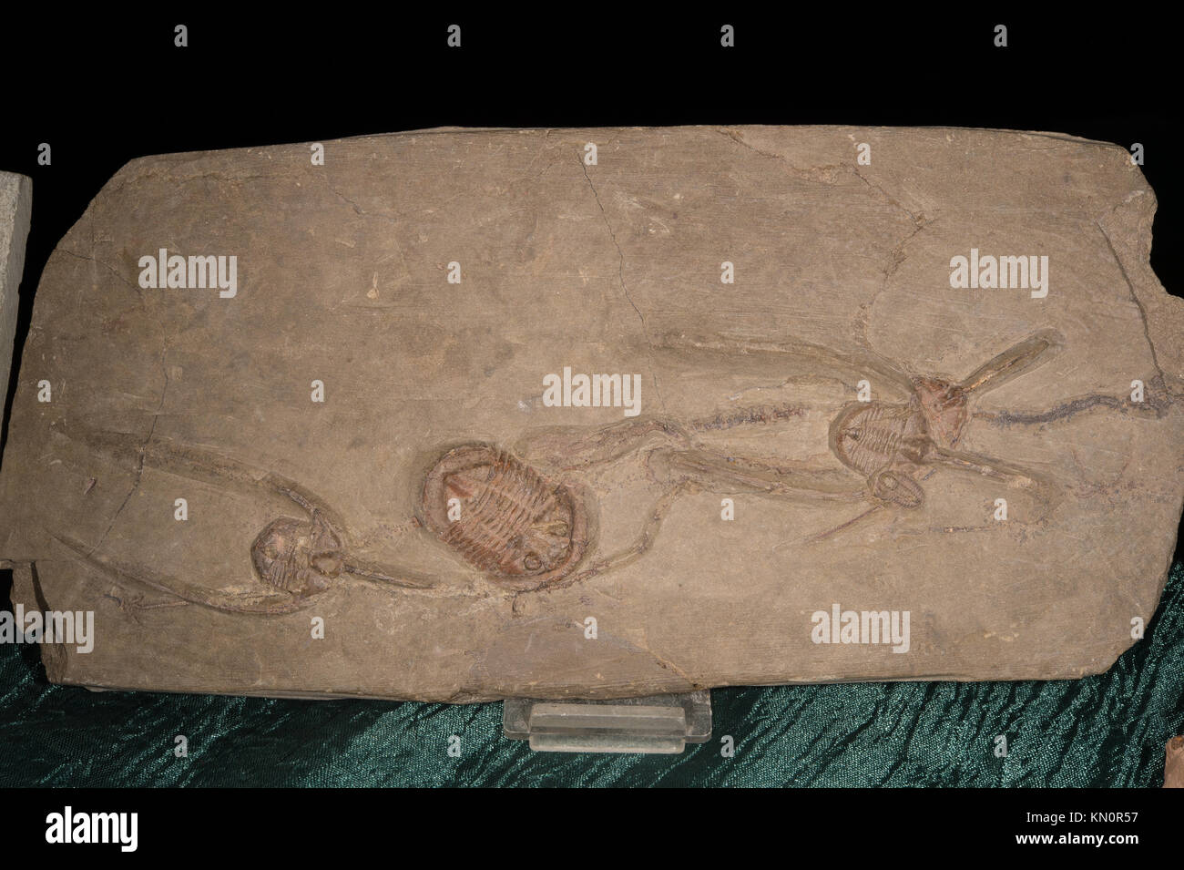 Trilobiti, Ampyx sp., (Brachyampyx); Placoparina sp.; Foto Stock