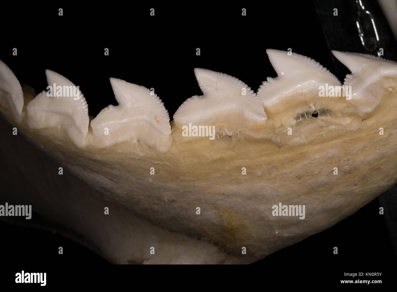 Squalo Tigre denti, Galeocerdo cuvier, Carcharhinidae Foto Stock