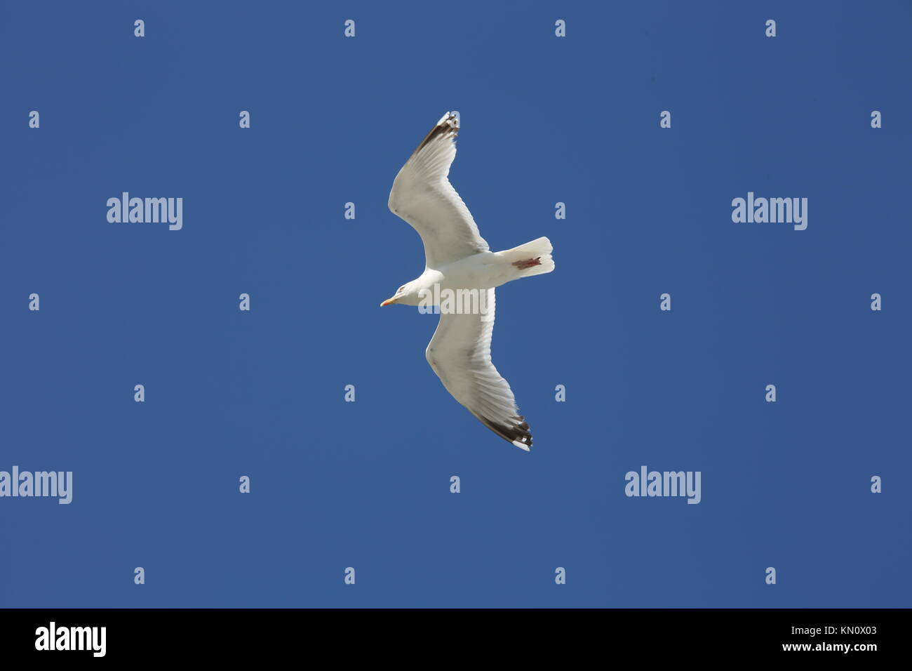 Libera seagull Foto Stock