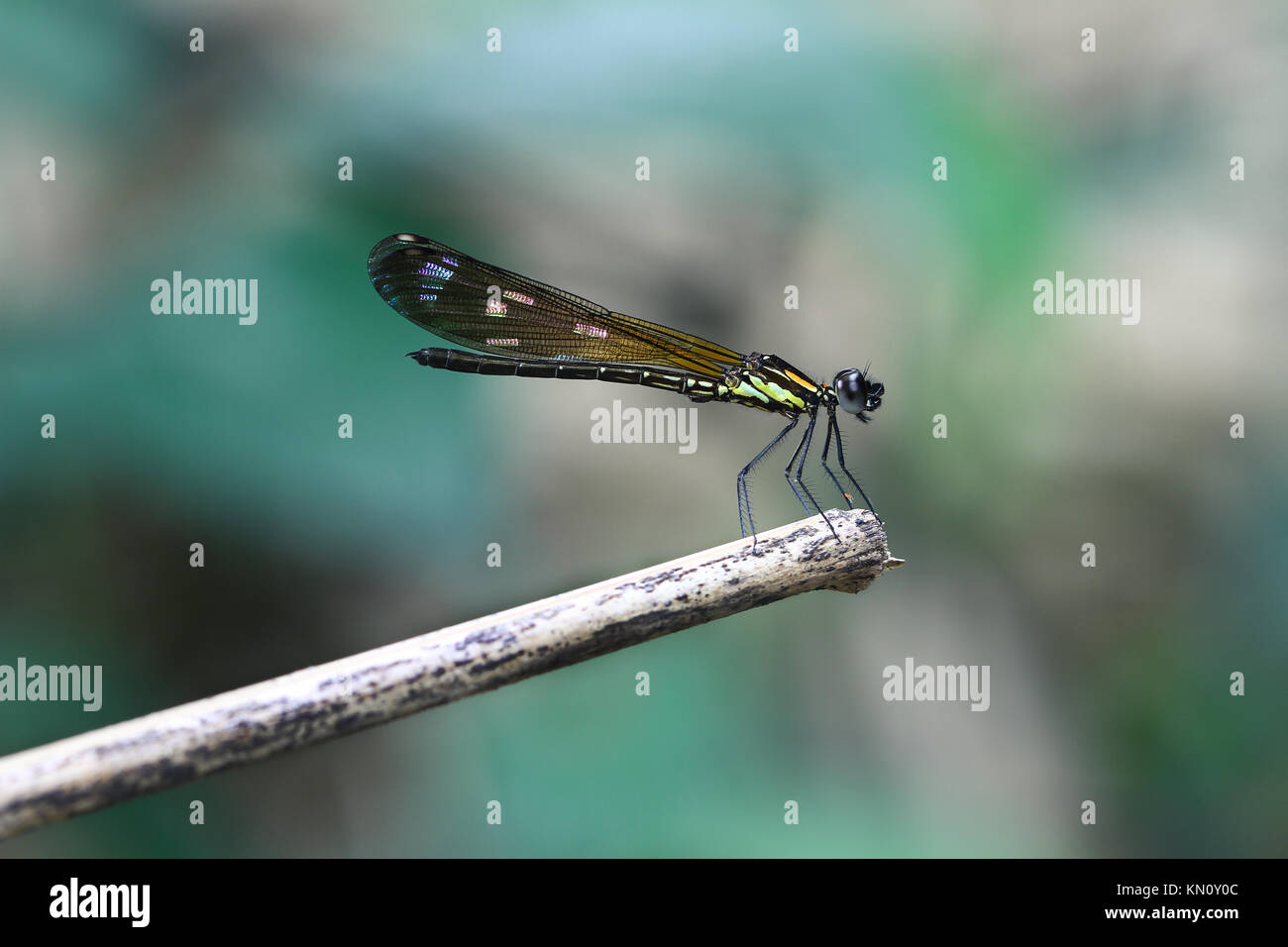 Giallo Damselfy/Dragon Fly/Zygoptera con ali colorate in seduta sul bordo del gambo di bambù Foto Stock