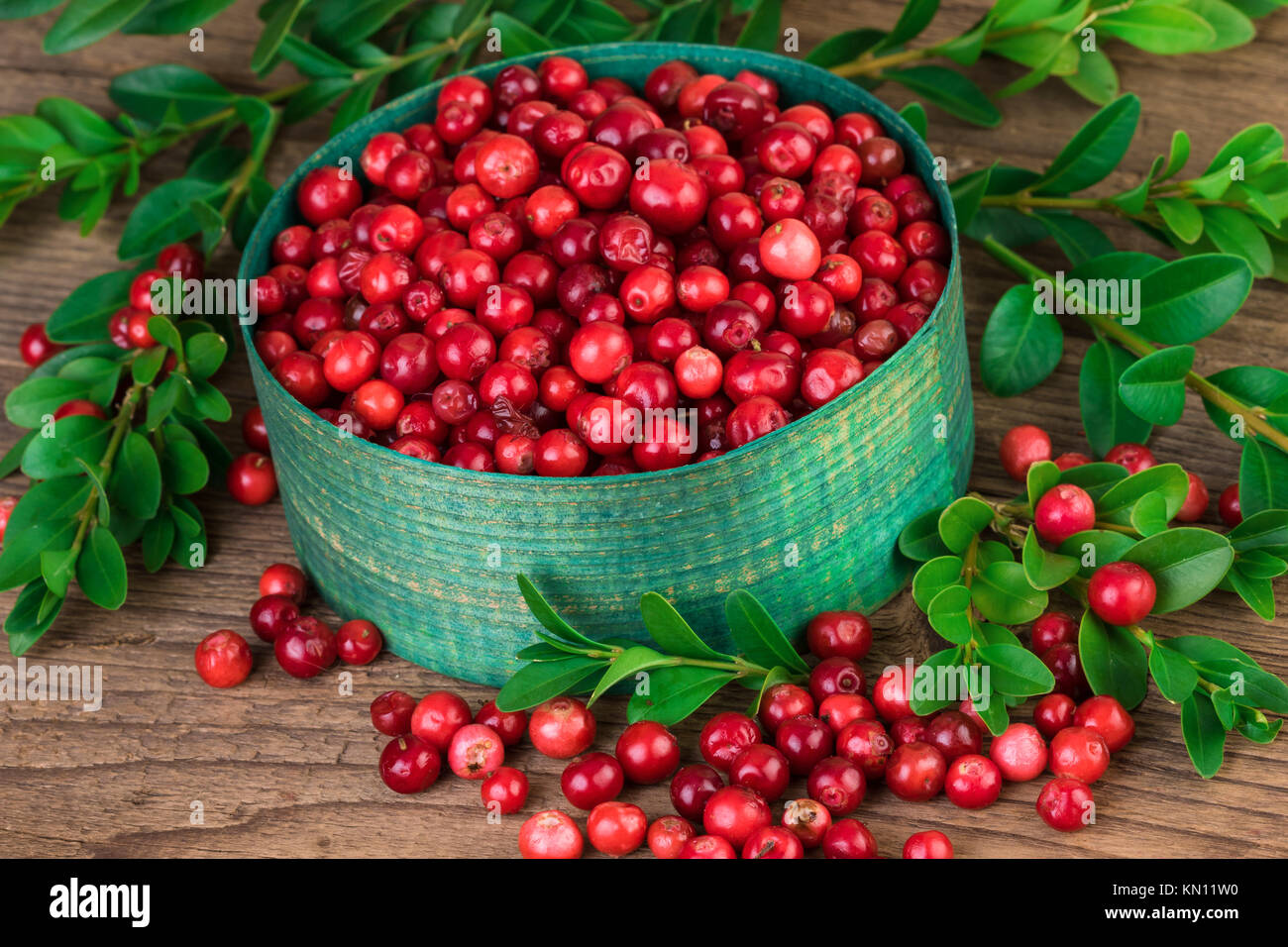 Mirtillo palustre o lingonberry close up Foto Stock