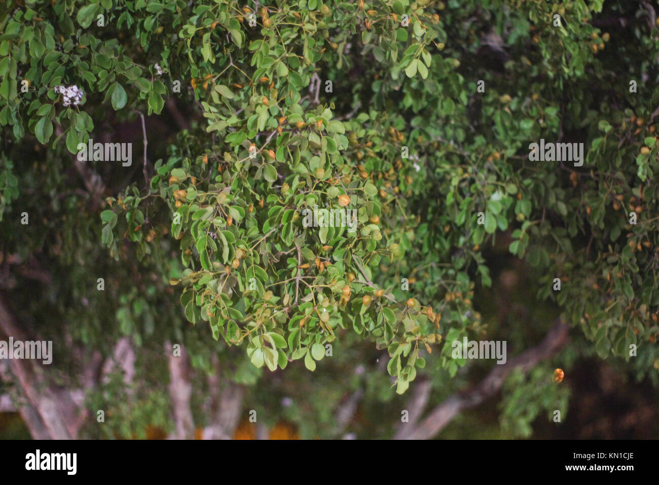 Foglie di incenso utilizzato come resine aromatiche e sfondi foglie verdi su albero avente un bimbo piccolo frutti su di esso Foto Stock