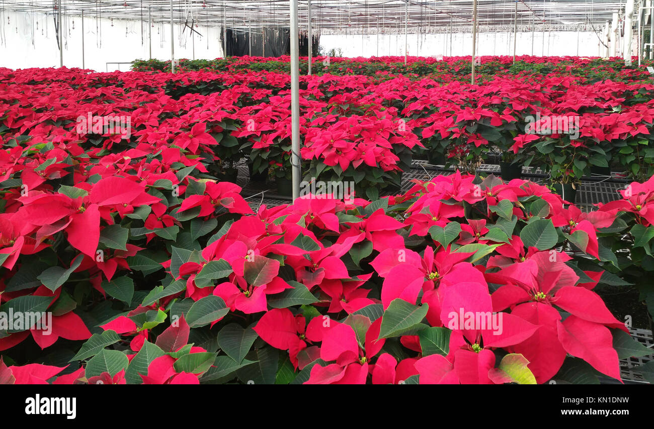 Red Poinsettia farm. Foto Stock