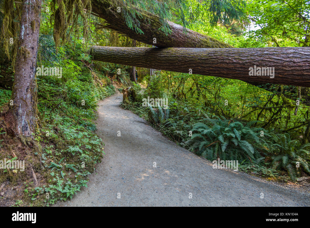 Hall di muschi Trail nel Hoh Rain Forest iin Olypmic National Park nello Stato di Washington negli Stati Uniti Foto Stock