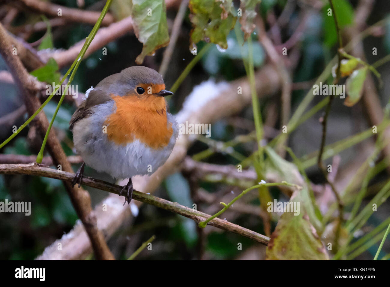 Aberystwyth, Wales, Regno Unito. Decimo Dec, 2017. Una solitaria robin alla ricerca di cibo dopo la prima nevicata dell'anno. Credito: Alan Hale/Alamy Live News Foto Stock