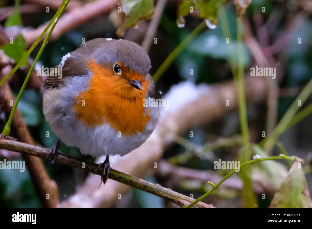Aberystwyth, Wales, Regno Unito. Decimo Dec, 2017. Una solitaria robin alla ricerca di cibo dopo la prima nevicata dell'anno. Credito: Alan Hale/Alamy Live News Foto Stock