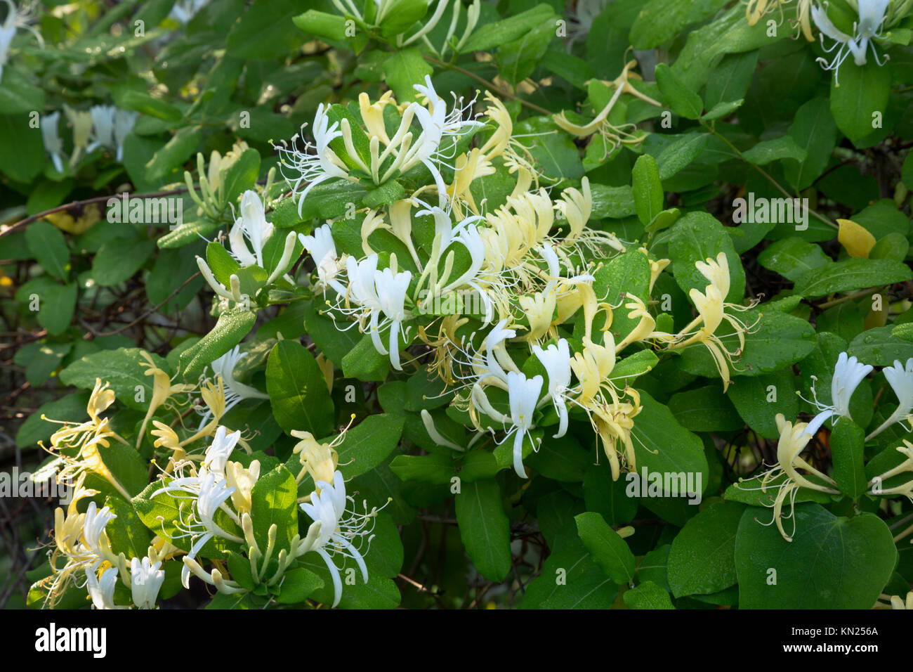 NC01044-00...North Carolina - fiori che fioriscono lungo le colline amaca Sentiero Natura sull isola Ocracoke nel Cape Hatteras National Seashore. Foto Stock