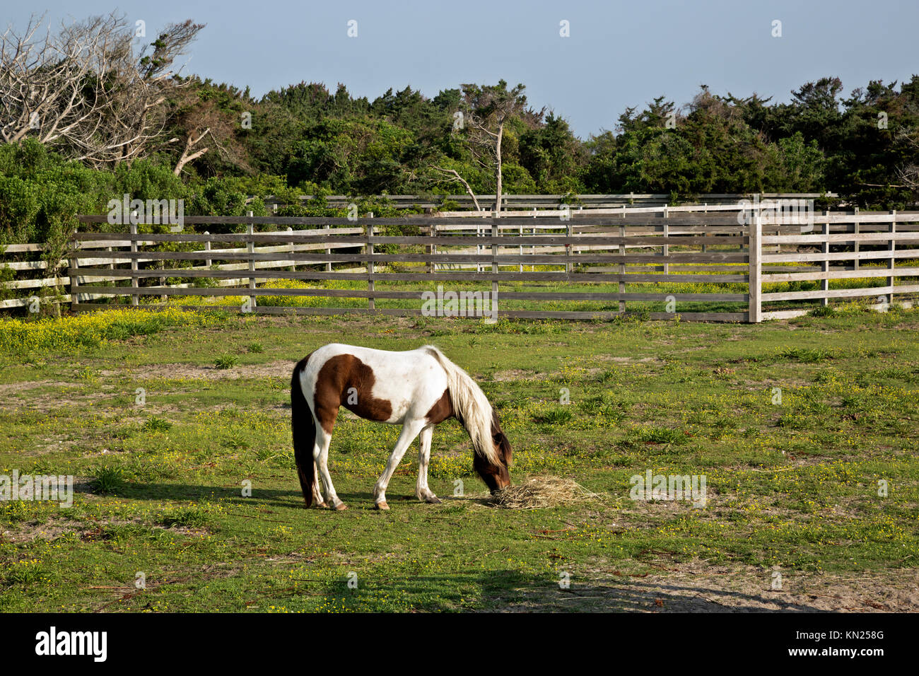 NC01045-00...CAROLINA DEL NORD - un banchiere cavallo in un campo a Ocracoke Pony sul pascolo Ocracoke Island a Cape Hatteras National Seashore. Foto Stock