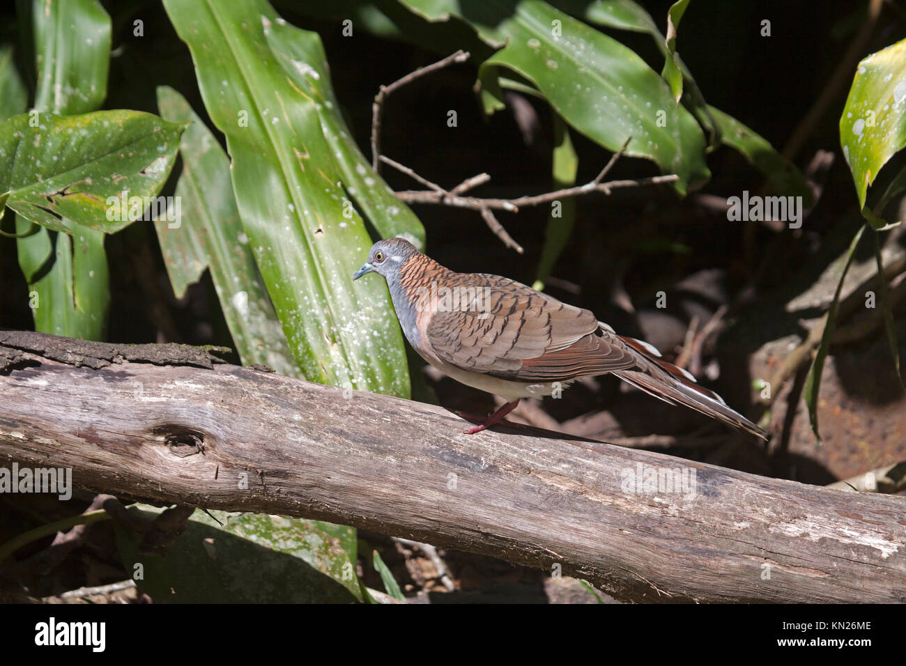 Bar colomba con spallamento sul log in woodland garden nel Queensland Australia Foto Stock