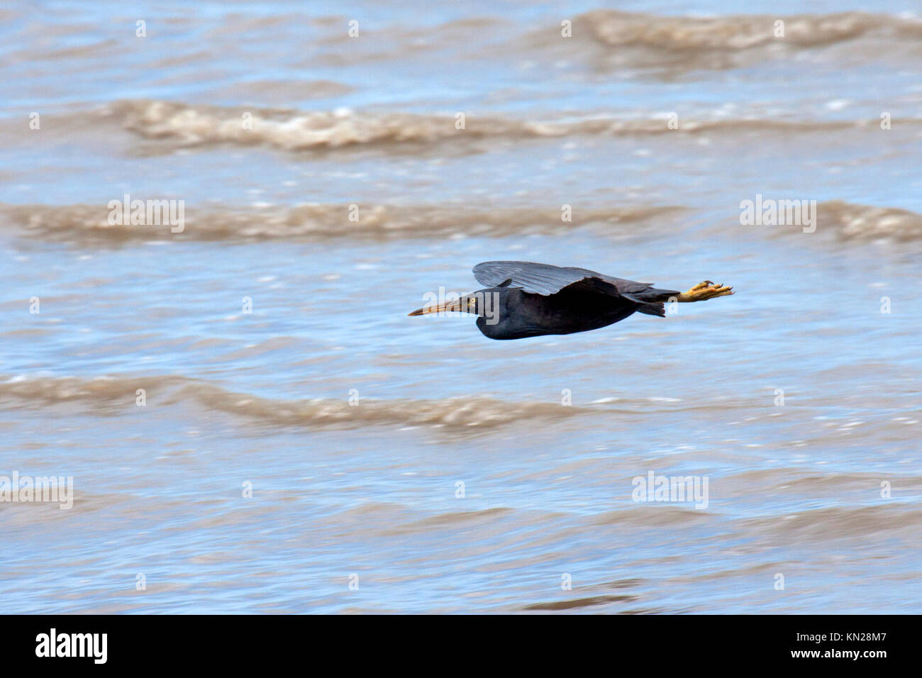 Scogliera orientale garzetta fase buia battenti lungo la costa del Queensland Australia Foto Stock