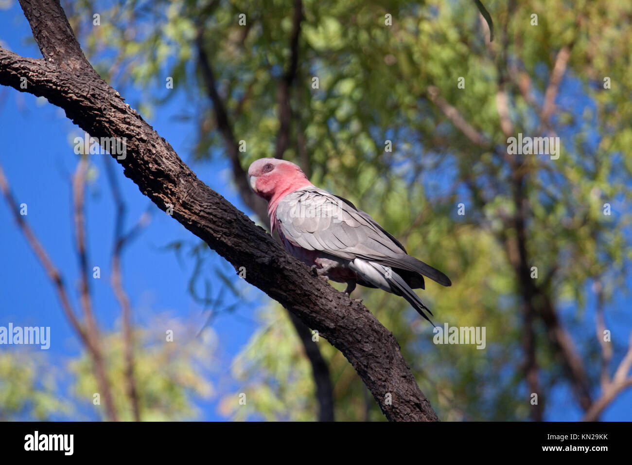 Galah appollaiato sulla fronda di albero in Victoria Australia Foto Stock