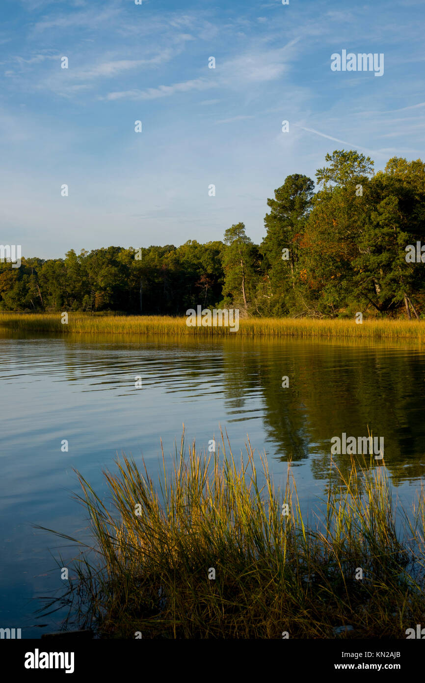 Stati Uniti d'America, Virginia VA Campo indiano creek vicino a Yorktown Virginia zone umide Foto Stock