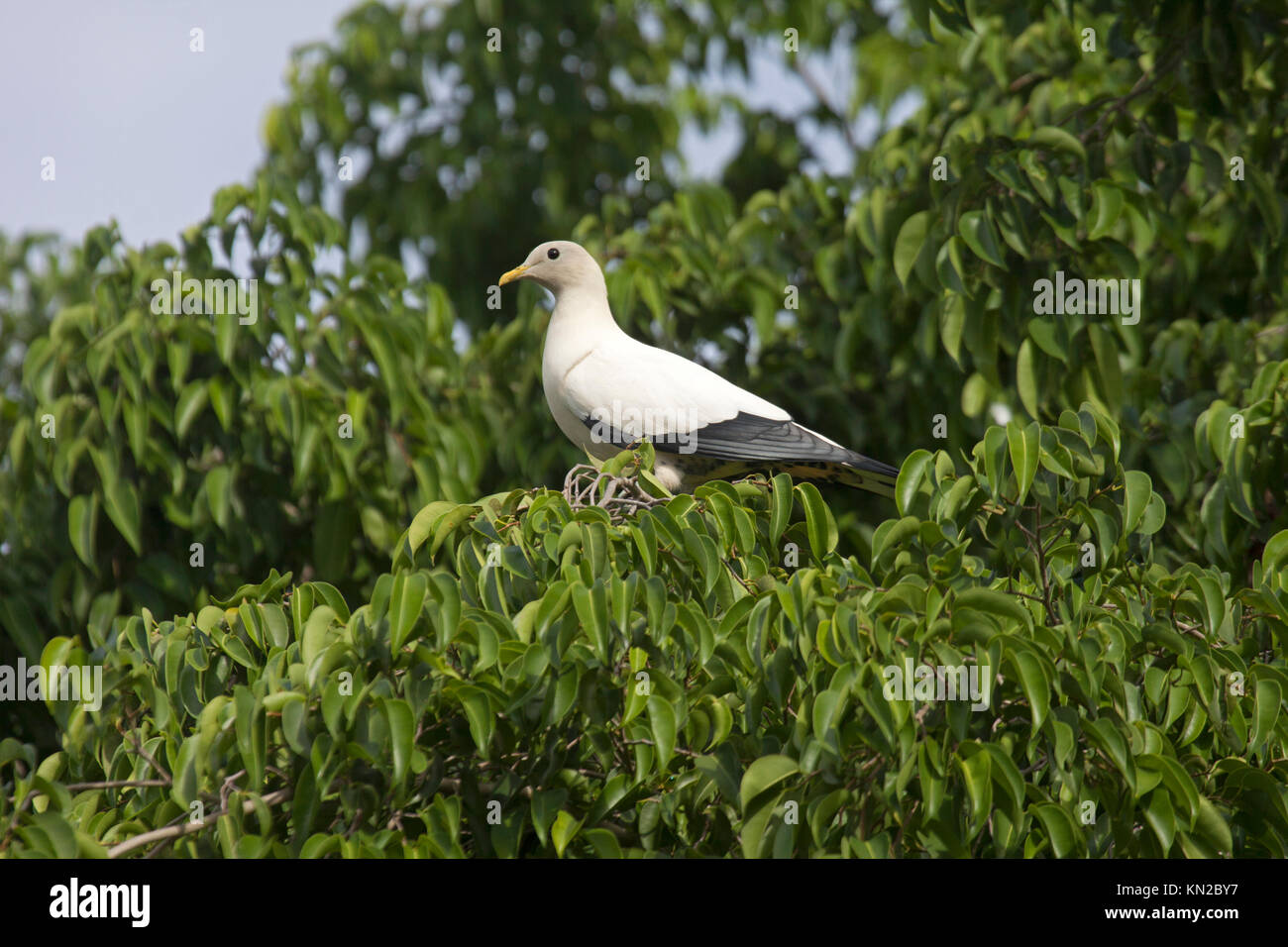 Pied imperial pigeon arroccato nella tettoia di albero in Queensland Cairns Australia Foto Stock