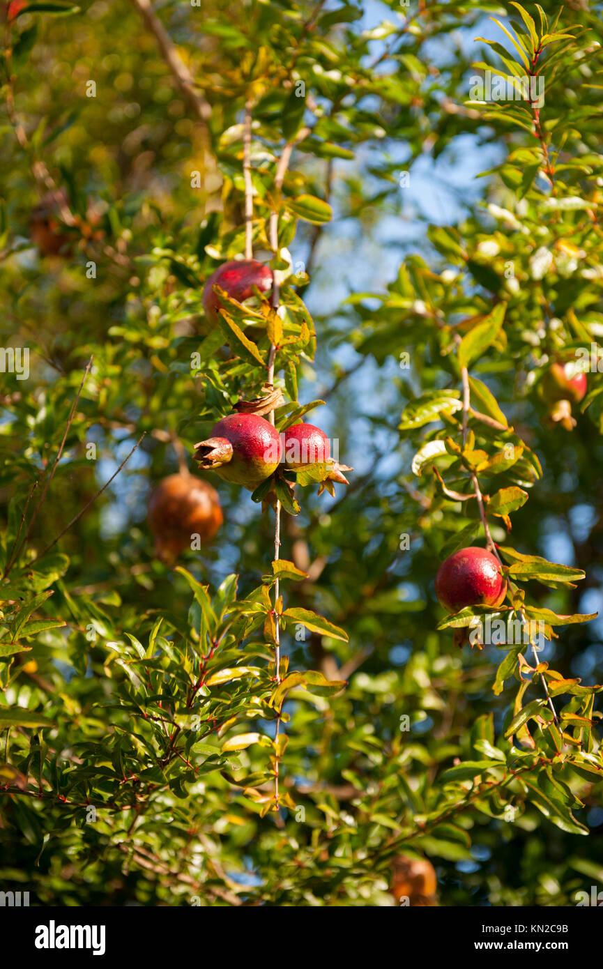 Cibo frutta melagrane sull'albero maturo Foto Stock