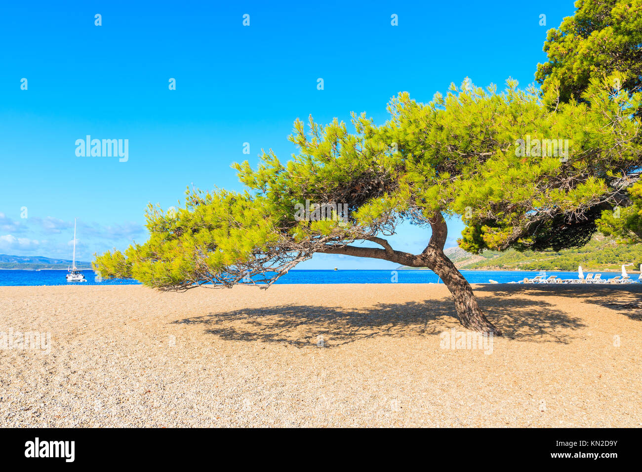 Verde pino sulla famosa spiaggia Zlatni Rat n città di Bol, isola di Brac, Croazia Foto Stock