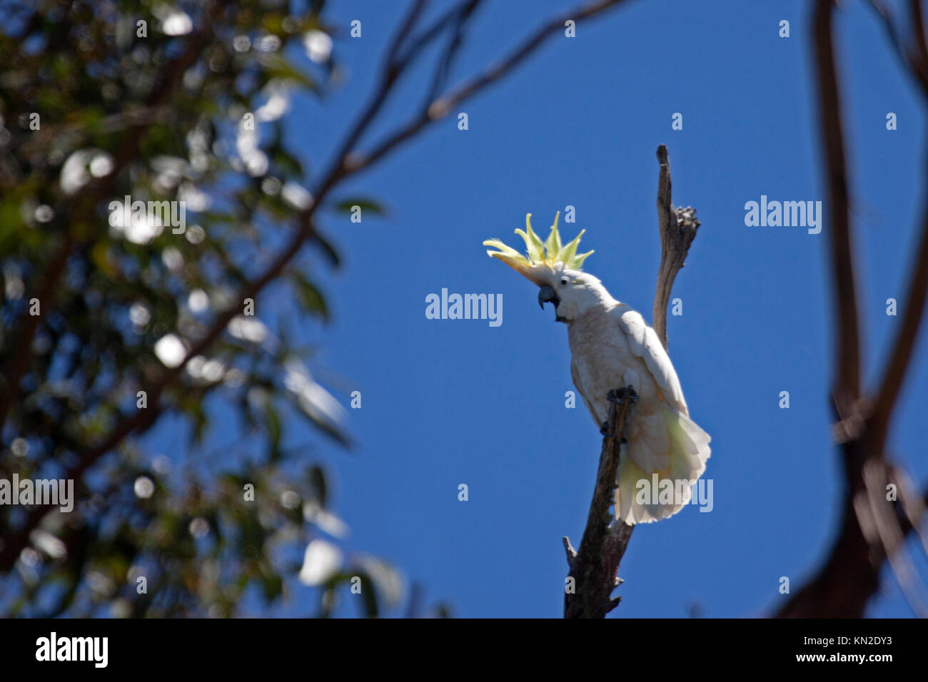 Zolfo crested cacatua arroccato nella struttura ad albero in Victoria Australia Foto Stock