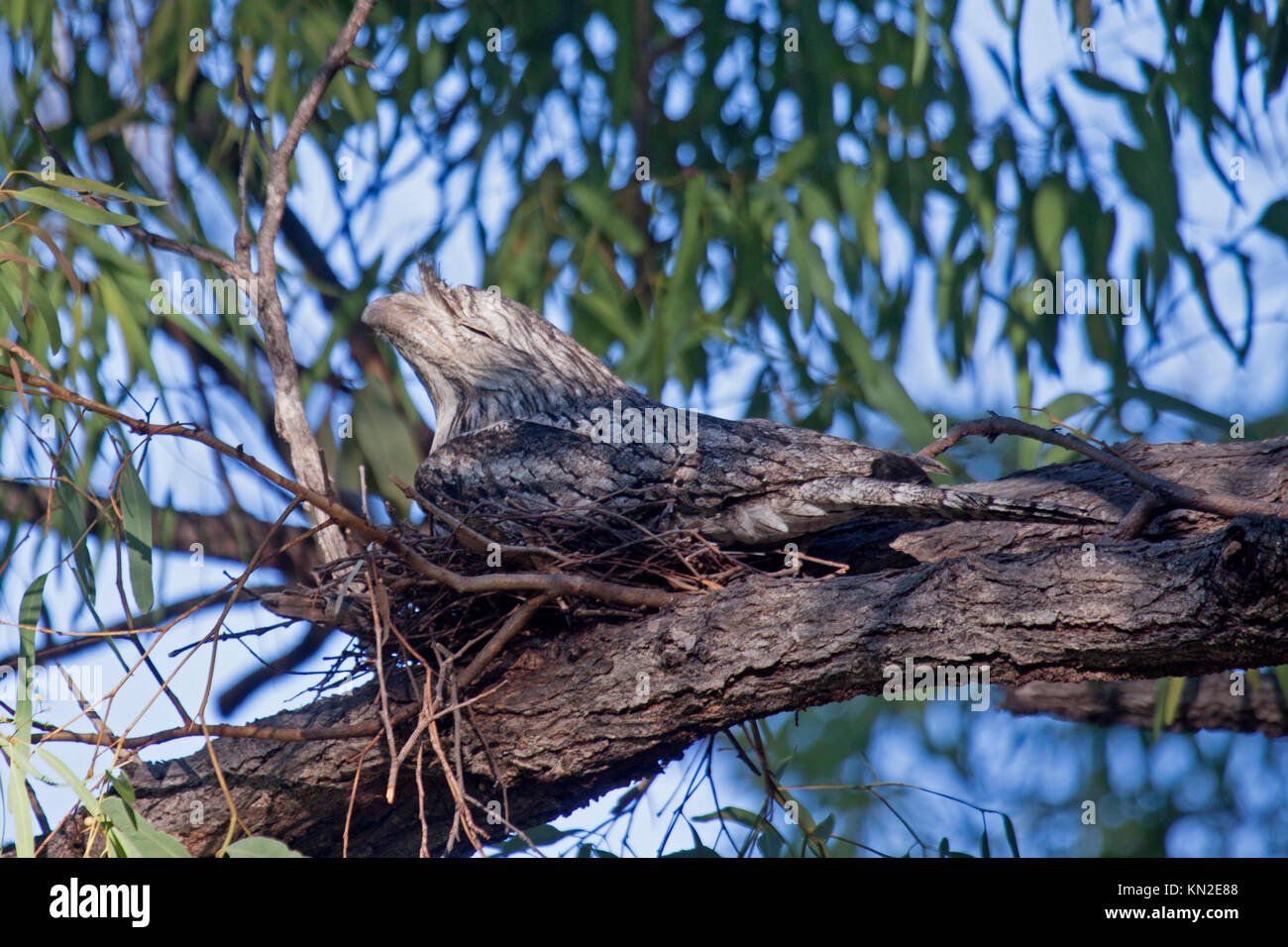 Bruno frogmouth seduta sul nido nella struttura ad albero nel Queensland Australia Foto Stock
