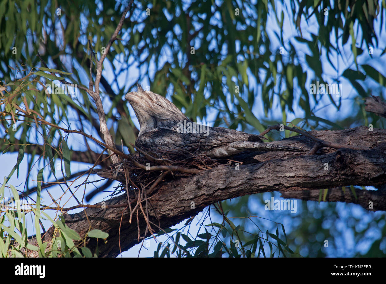 Bruno frogmouth seduta sul nido nella struttura ad albero nel Queensland Australia Foto Stock