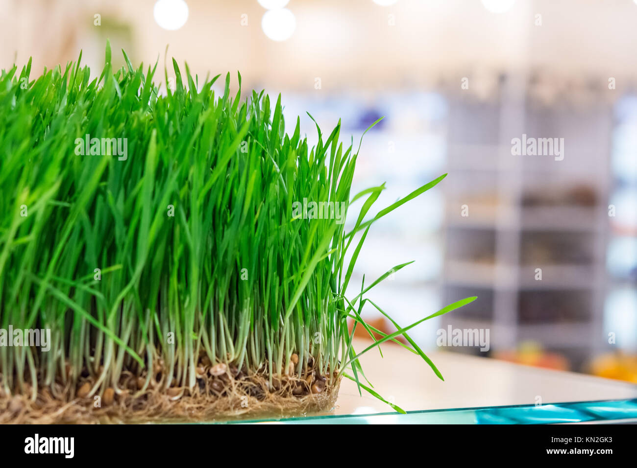 I cavoli freschi di cereali sul contatore bioproducts store Foto Stock