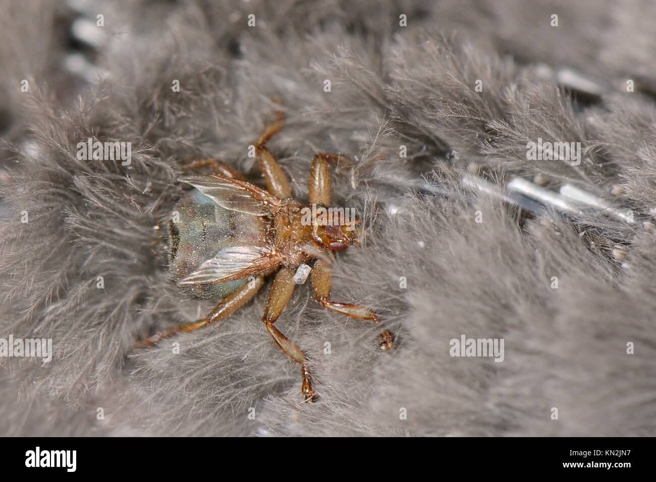 Swift Louse Fly (Crataerina pallida), un parassita succhiatore di sangue unico per i nidi rapidi, su un pulcino Swift (Apus apu) trovato in una scatola di nido, Regno Unito Foto Stock