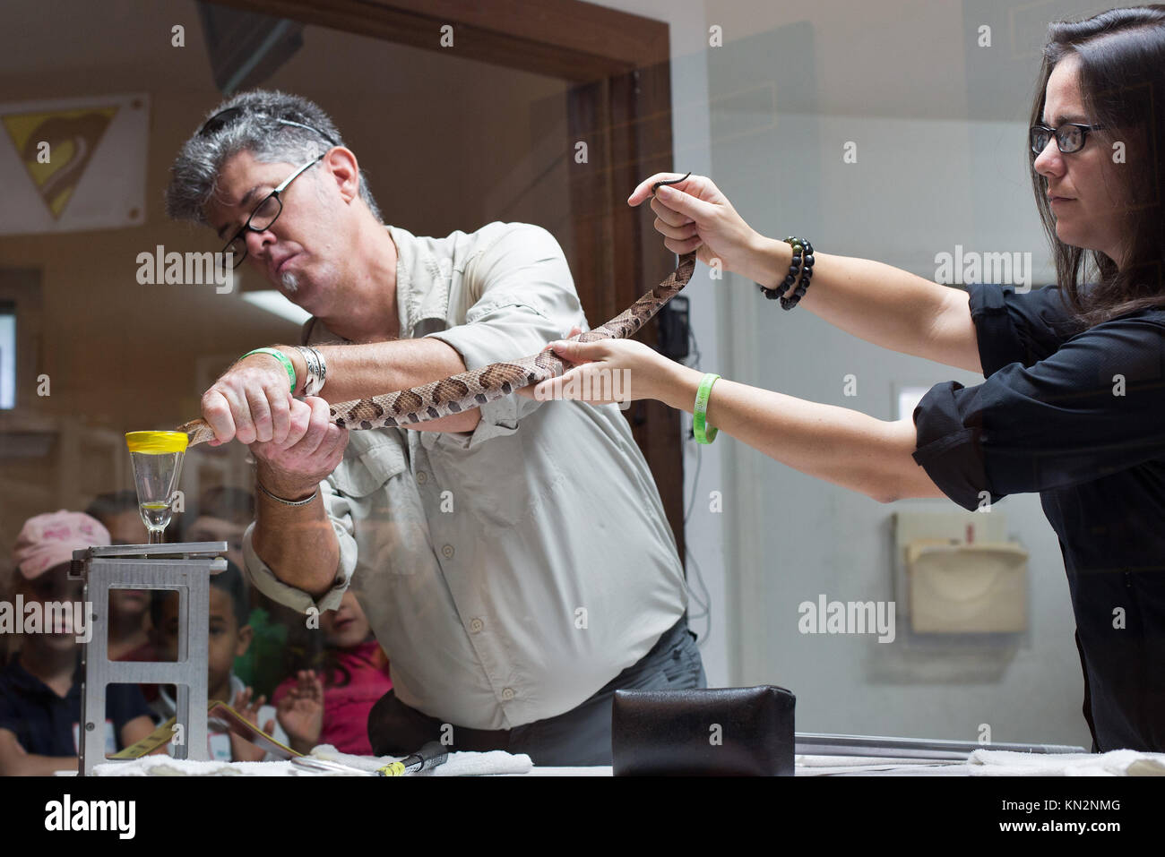 Herpetologist Carl Barden, veleno di raccolta da un copperhead snake, presso il rettile Discovery Centre, in Deland, Florida, Stati Uniti d'America. Foto Stock