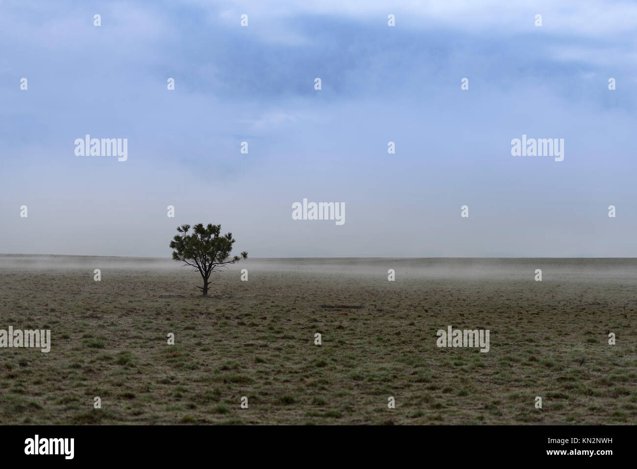 Una pietosa dwarf tree si siede in un pascolo aperto nella nebbia e cielo nuvoloso Foto Stock