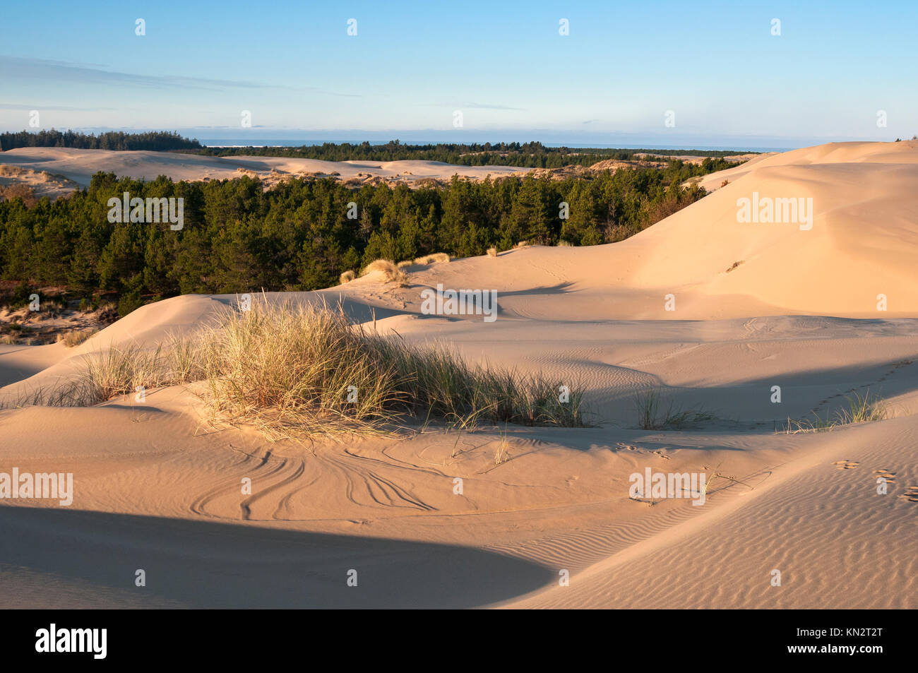Le dune di sabbia a Umpqua zona di dune di Oregon Dunes National Recreation Area, Oregon Coast. Foto Stock
