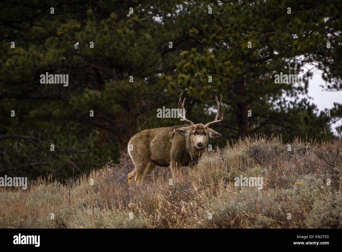 Un buck guarda la fotocamera nel Parco Nazionale delle Montagne Rocciose. Foto Stock
