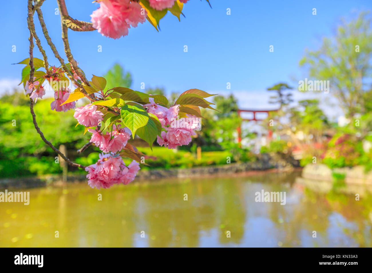 Tsurugaoka Hachiman con fiore di ciliegio Foto Stock