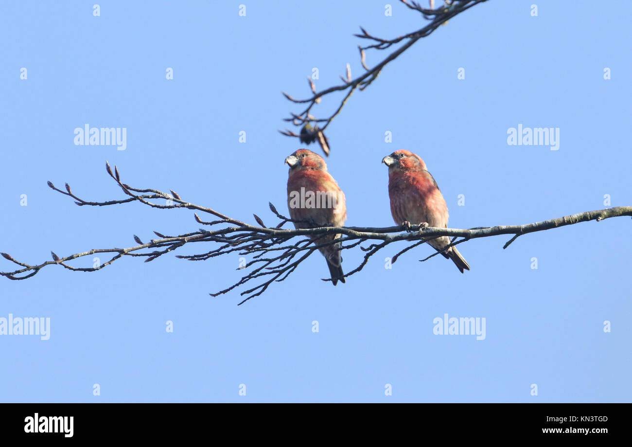 Due splendide maschio rare Parrot Crossbill (Loxia pytyopstittacus) Appollaiato tra i rami di un albero. Foto Stock