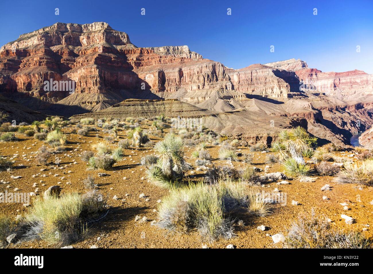 Il Grand Canyon e distante Fiume Colorado paesaggio con Desert Cactus piante in primo piano su Tonto Sentiero escursionistico Arizona Stati Uniti Foto Stock