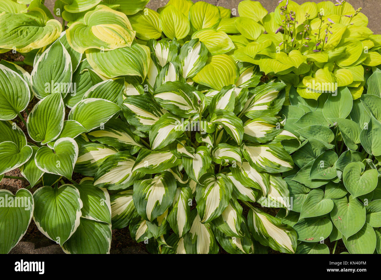 Hosta sono ampiamente coltivata come ombra-tolerant chiome delle piante. Foto Stock