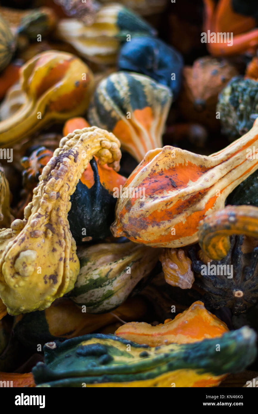 Pila di zucche e zucche Foto Stock