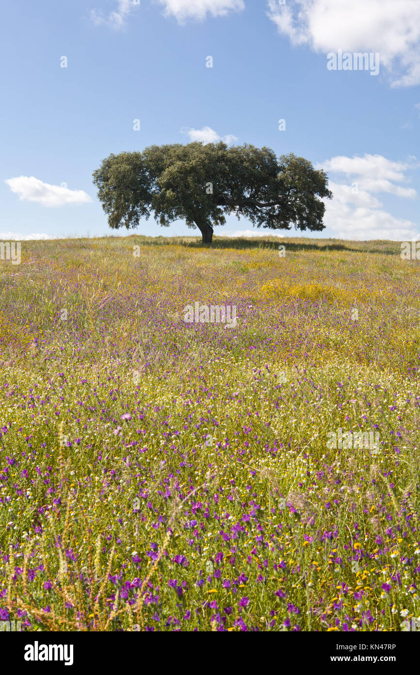 Lonely lecci, Quercus ilex, nei campi di Estremadura, Spagna. Foto Stock