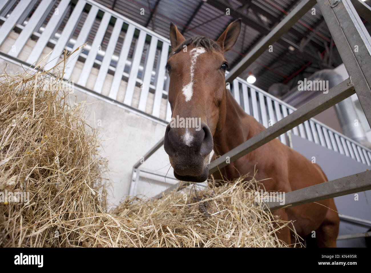 Una chiusura della bocca di un cavallo come si mangia fieno. Bassa angolazione. Foto Stock