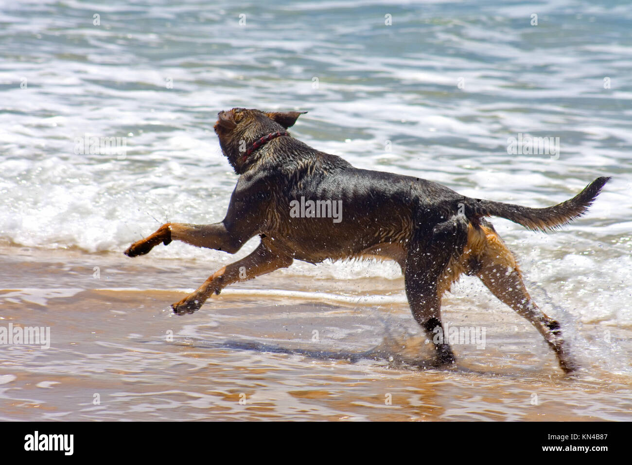 Un cane di cioccolato splash sulle onde del mare a Tarifa, Spagna. Foto Stock